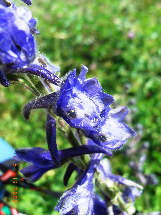 Delphinium cfr. fissum